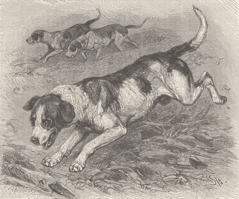 DOGS. Foxhounds in full cry 1893 old antique vintage print picture